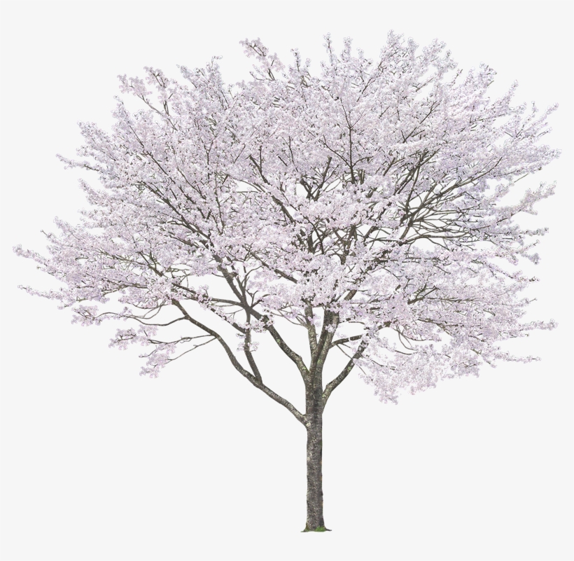 Detail Cherry Tree Png Nomer 34