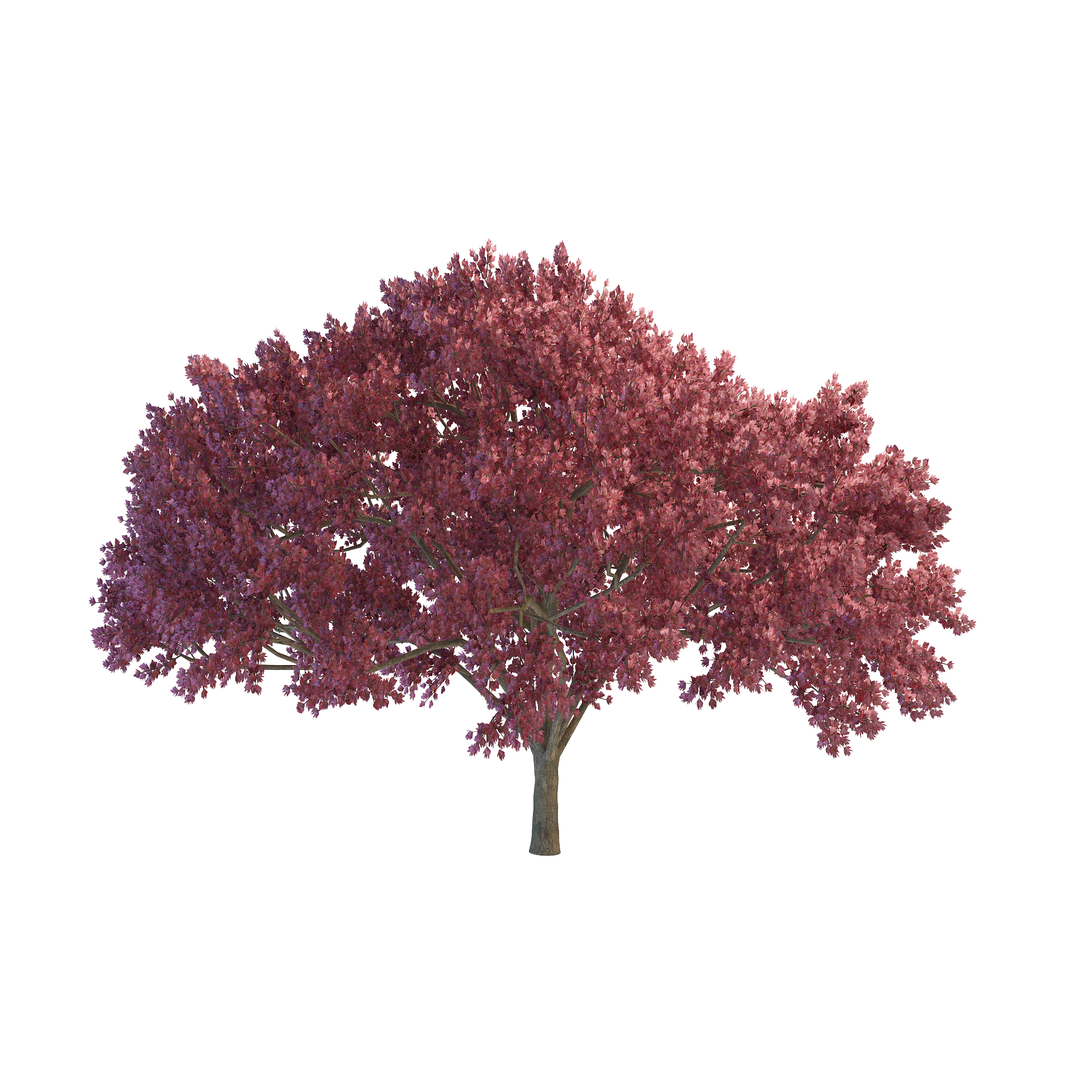 Detail Cherry Tree Png Nomer 35