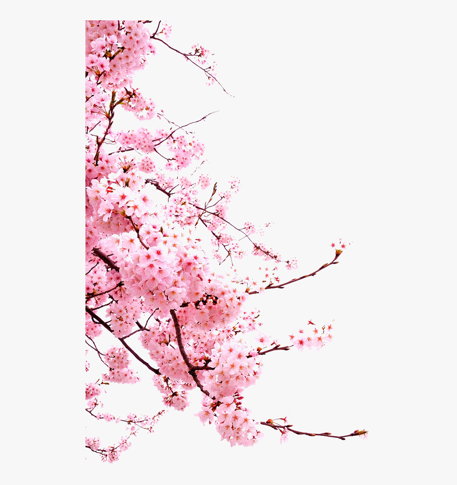 Detail Cherry Tree Png Nomer 37