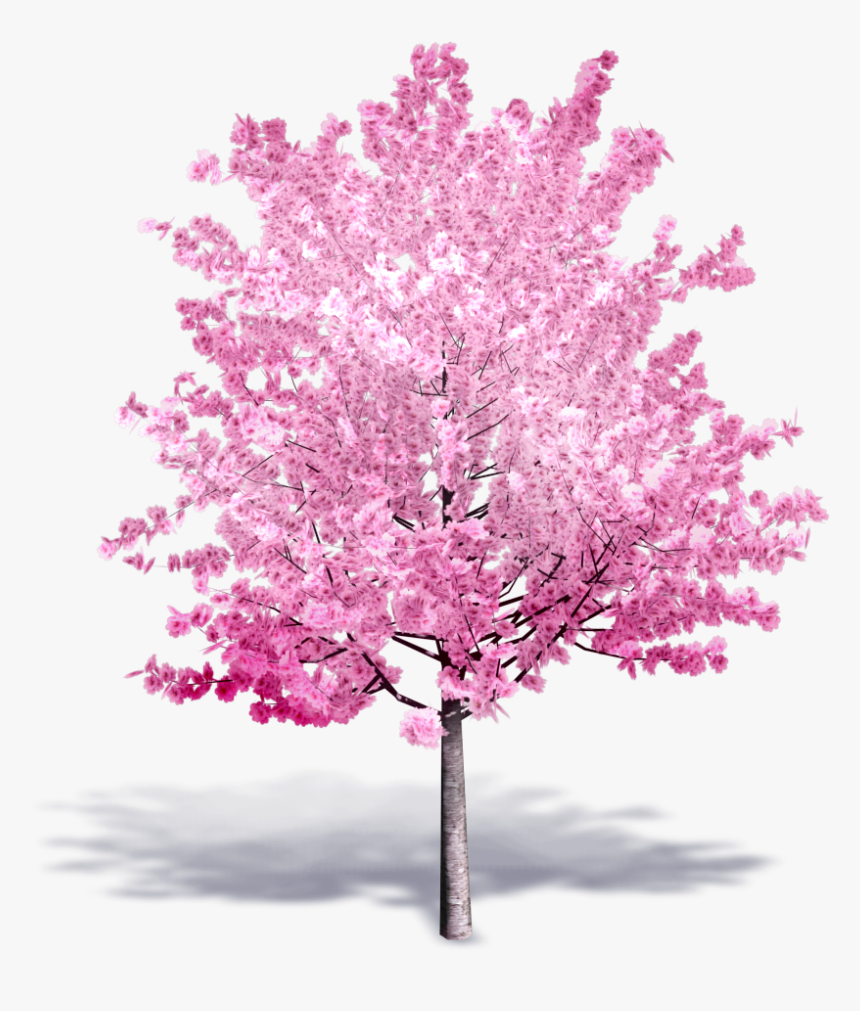Detail Cherry Tree Png Nomer 38