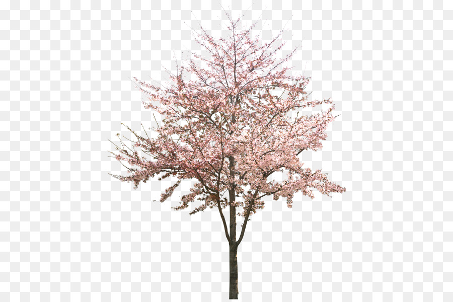 Detail Cherry Tree Png Nomer 40
