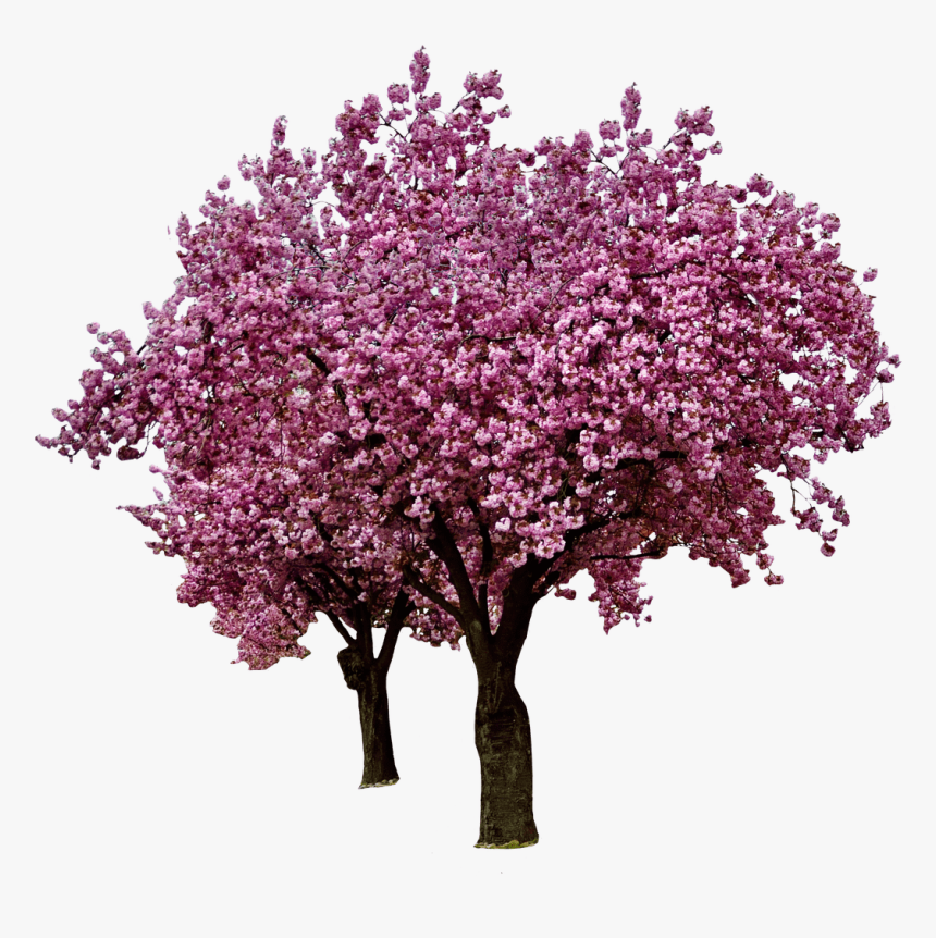 Detail Cherry Tree Png Nomer 42