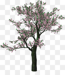 Detail Cherry Tree Png Nomer 44