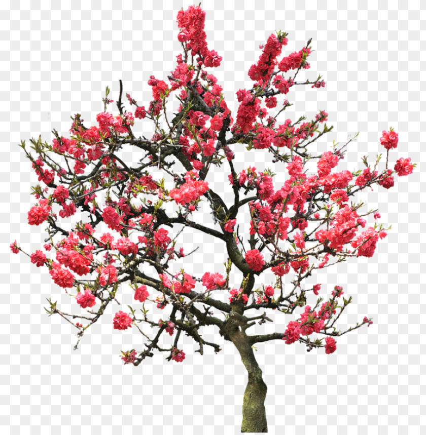 Detail Cherry Tree Png Nomer 48