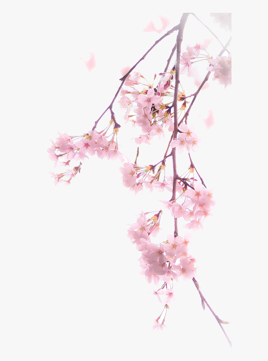 Detail Cherry Tree Png Nomer 51
