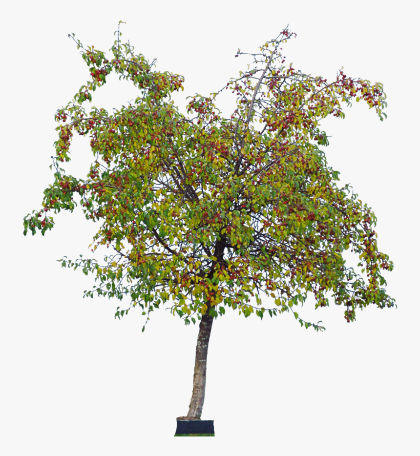 Detail Cherry Tree Png Nomer 53