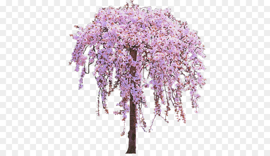Detail Cherry Tree Png Nomer 55