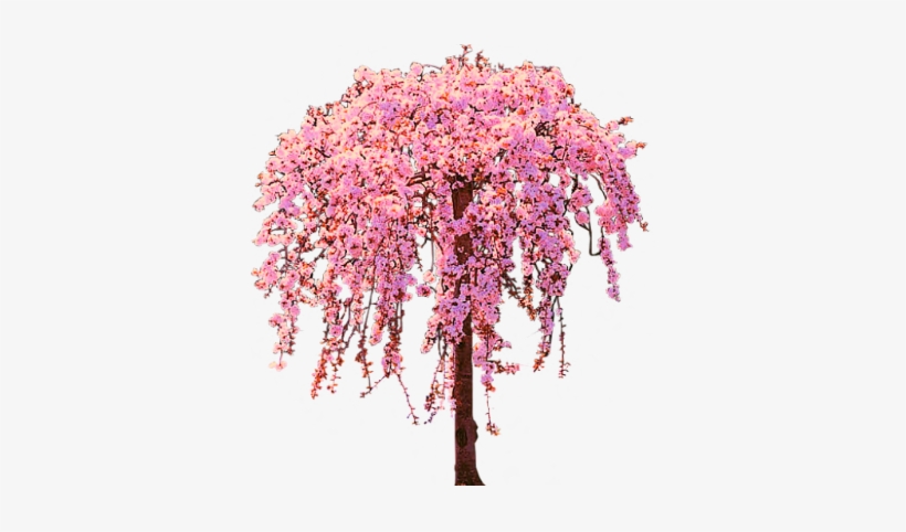 Detail Cherry Tree Png Nomer 56