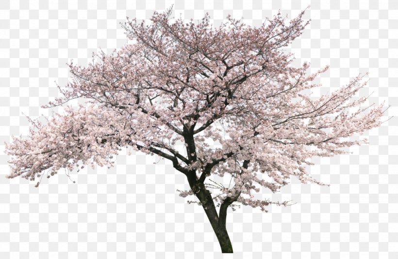 Detail Cherry Tree Png Nomer 7