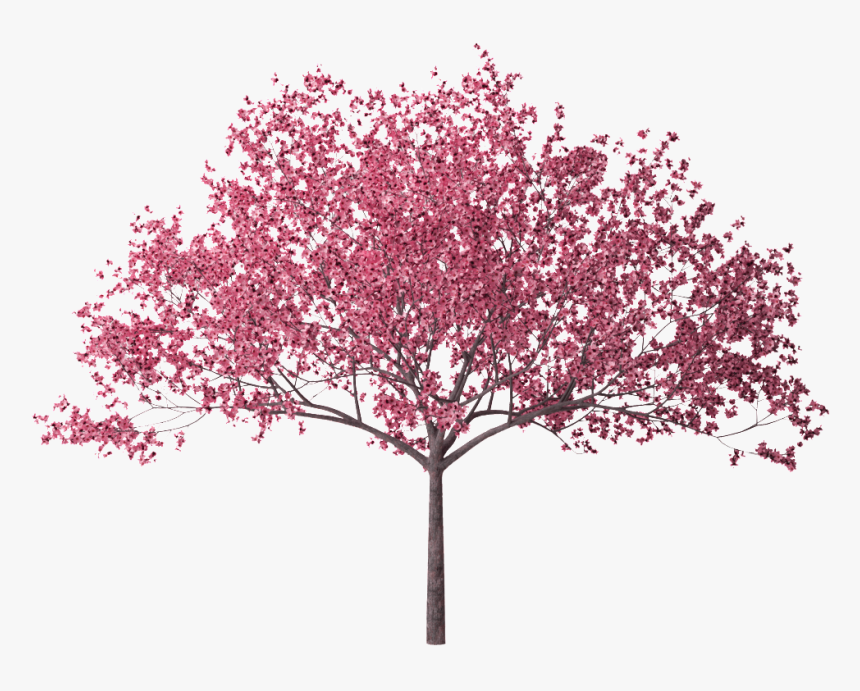 Detail Cherry Tree Png Nomer 9