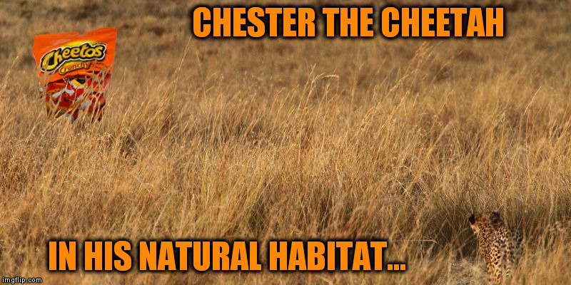 Detail Chester The Cheetah Meme Nomer 41