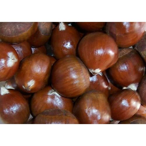 Detail Chestnut Di Indonesia Nomer 36