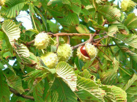 Detail Chestnut Di Indonesia Nomer 5