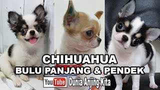 Detail Chihuahua Bulu Panjang Nomer 20