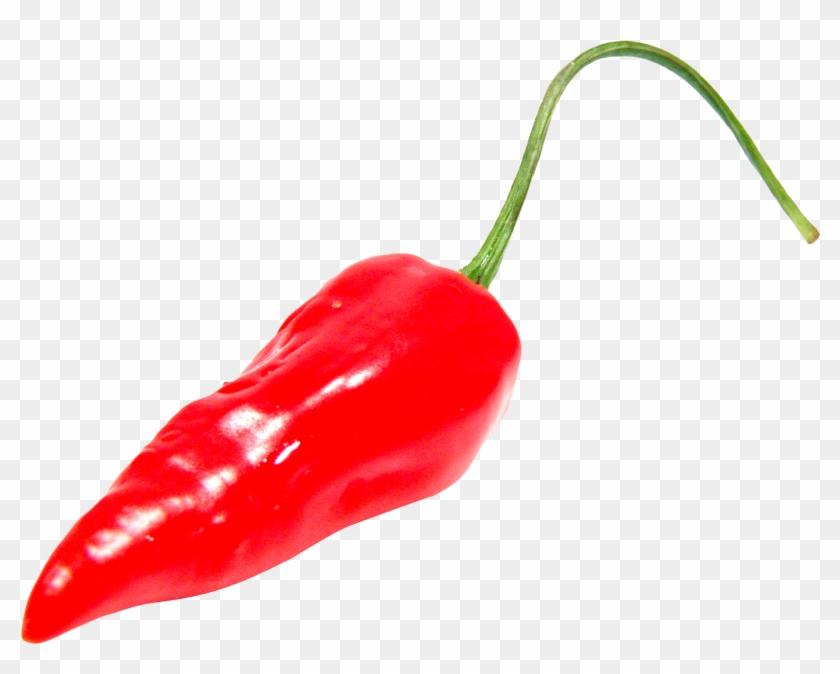 Detail Chili Pepper Transparent Background Nomer 18