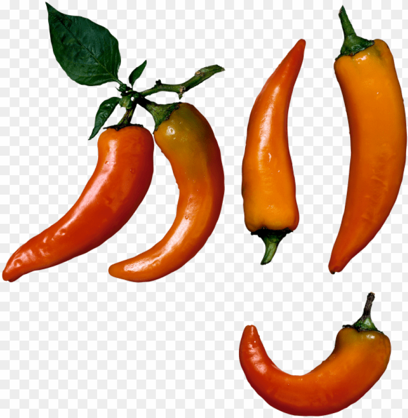 Detail Chili Pepper Transparent Background Nomer 50