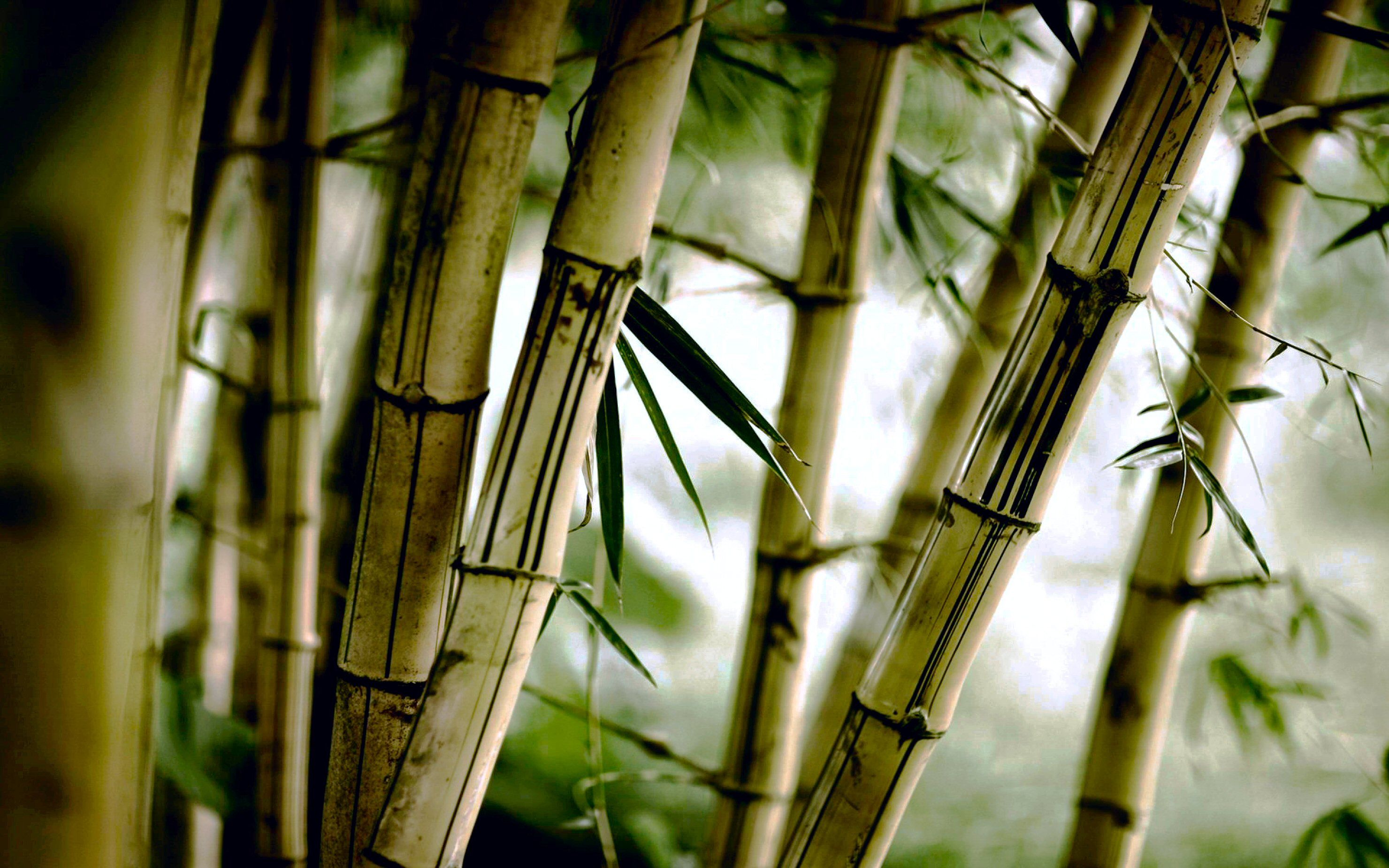 Detail Chinese Bamboo Wallpaper Nomer 10