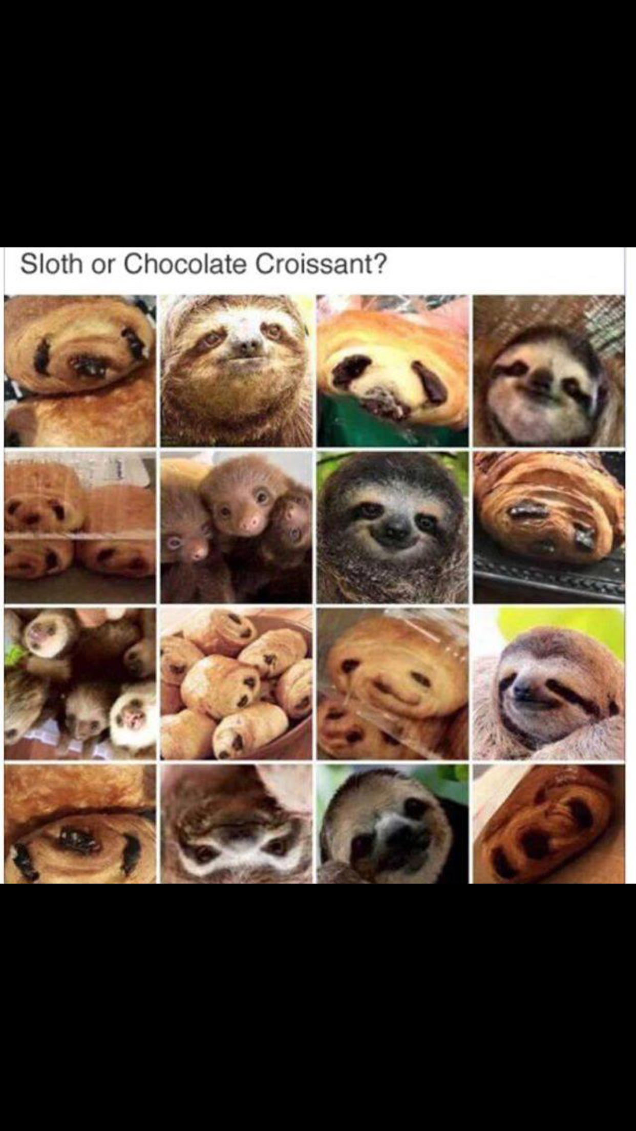 Detail Chocolate Croissant Or Sloth Nomer 8