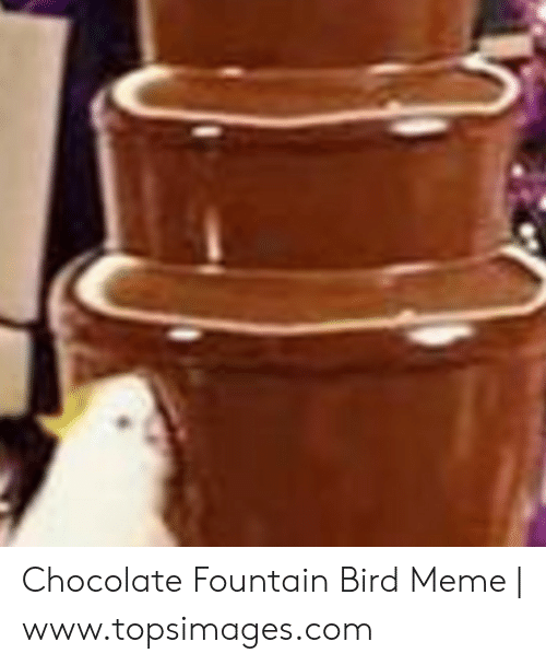 Detail Chocolate Fountain Bird Meme Nomer 23