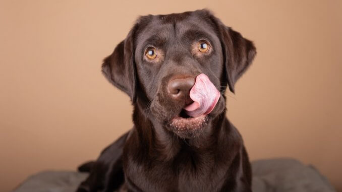 Detail Chocolate Lab Dog Picture Nomer 14