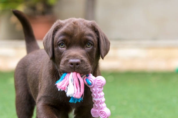 Detail Chocolate Lab Dog Picture Nomer 18