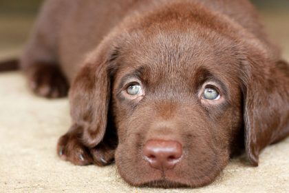 Detail Chocolate Lab Dog Picture Nomer 30