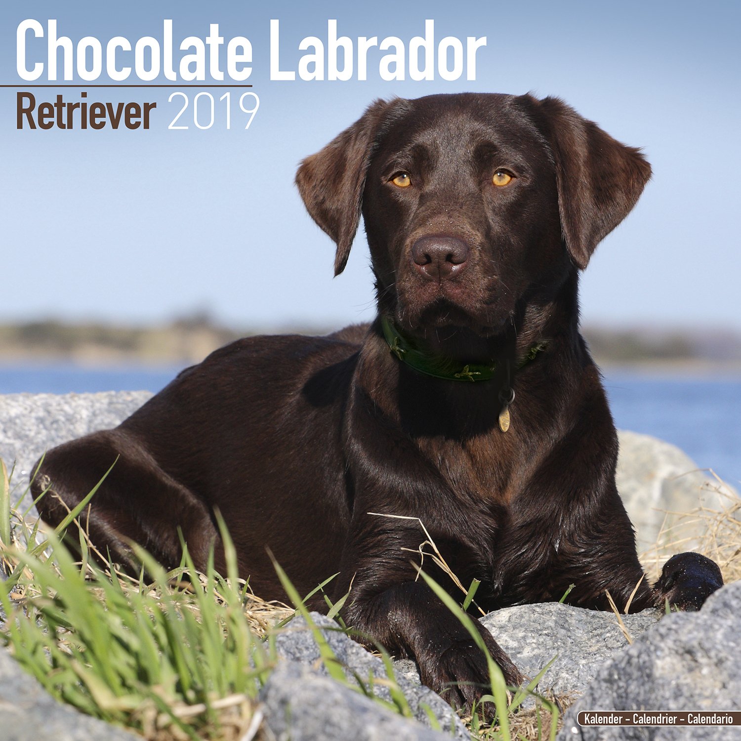 Detail Chocolate Lab Dog Picture Nomer 40