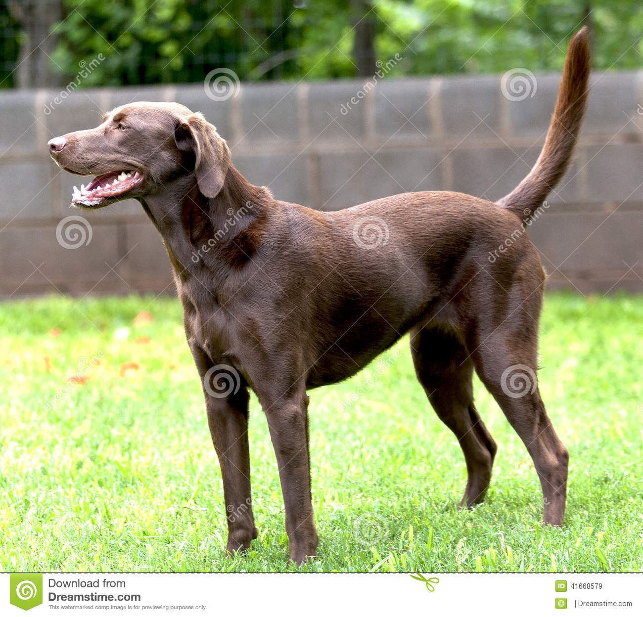 Detail Chocolate Lab Dog Picture Nomer 55