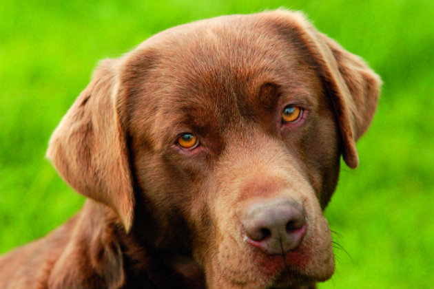 Detail Chocolate Lab Dog Picture Nomer 56