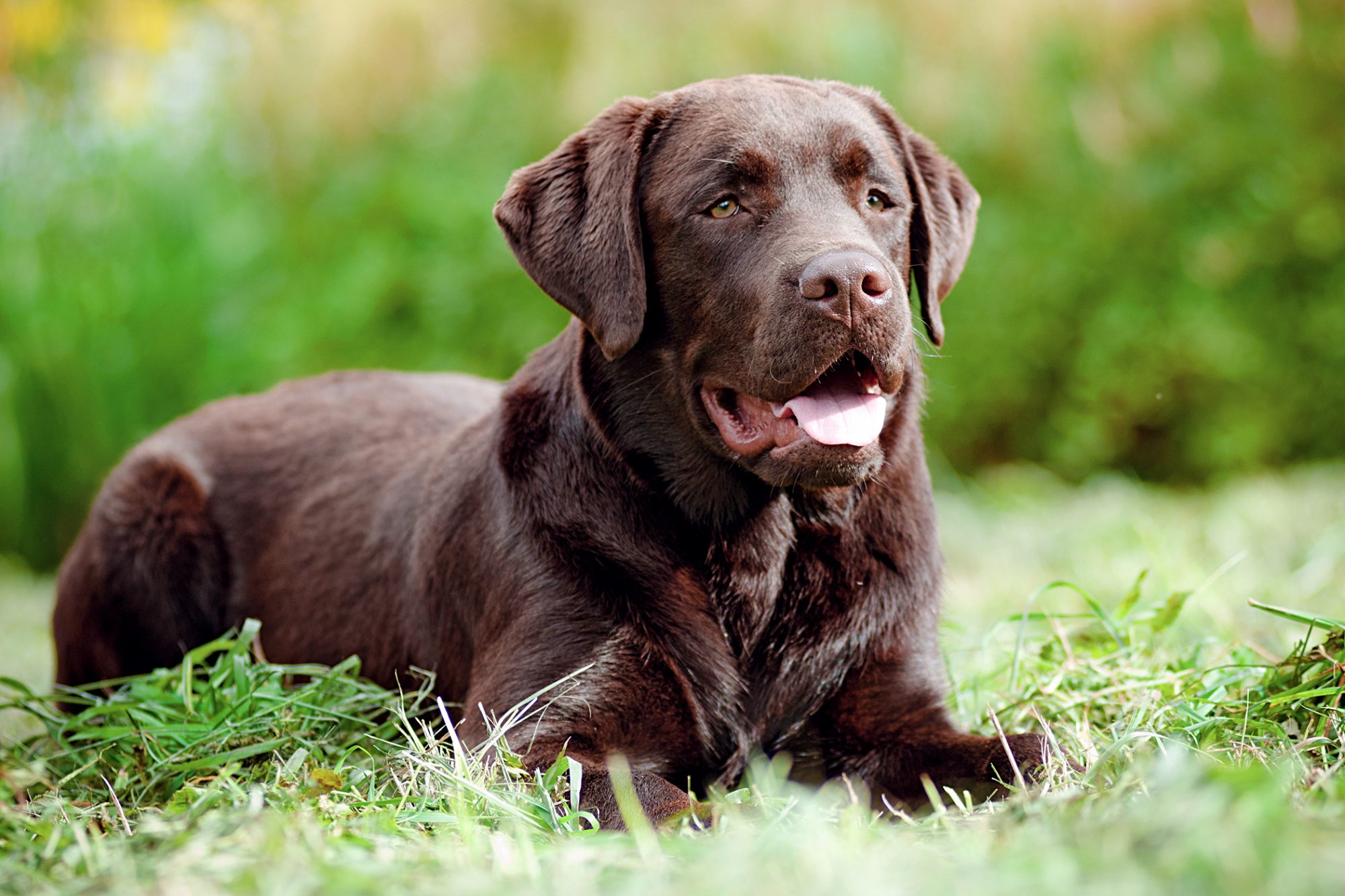 Detail Chocolate Lab Dog Picture Nomer 9