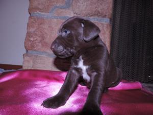 Detail Chocolate Lab White Chest Nomer 22