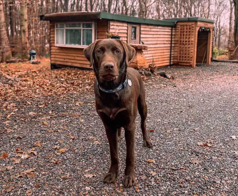 Detail Chocolate Lab White Chest Nomer 51