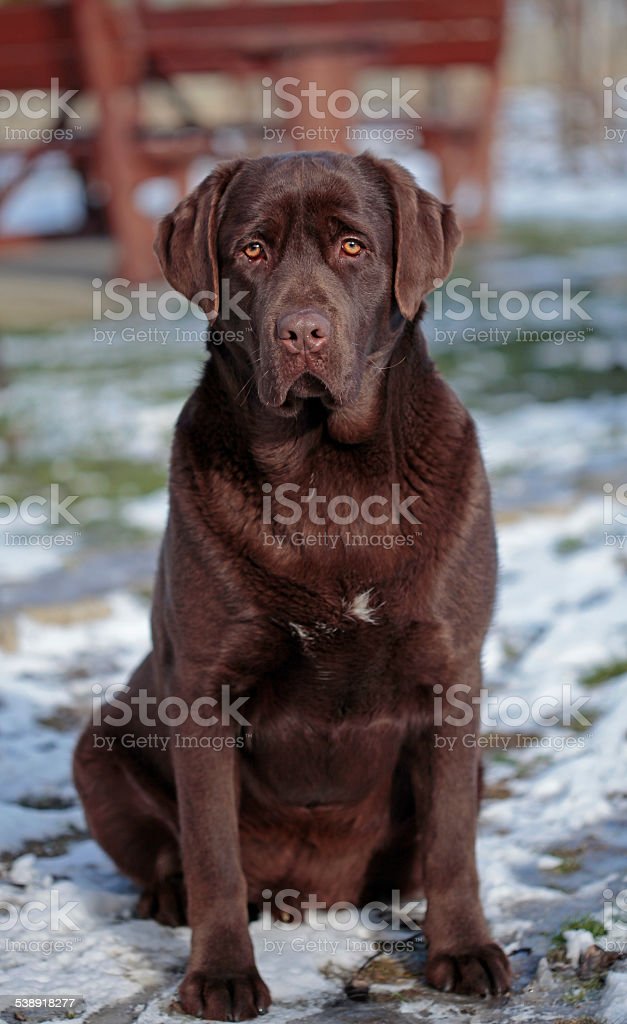 Detail Chocolate Labrador Images Nomer 15