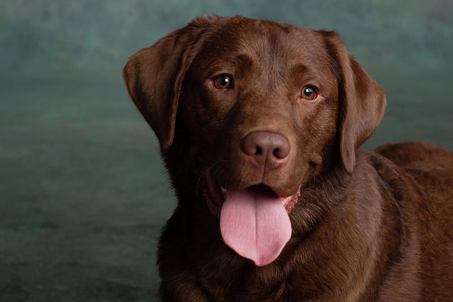 Detail Chocolate Labrador Images Nomer 16