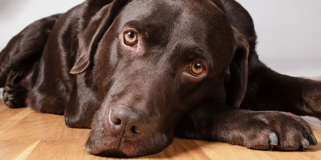 Detail Chocolate Labrador Images Nomer 18