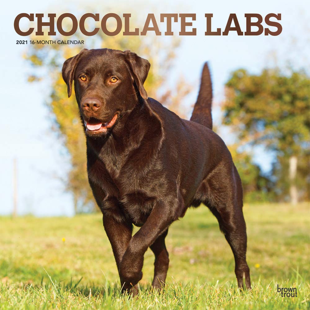 Detail Chocolate Labrador Images Nomer 19