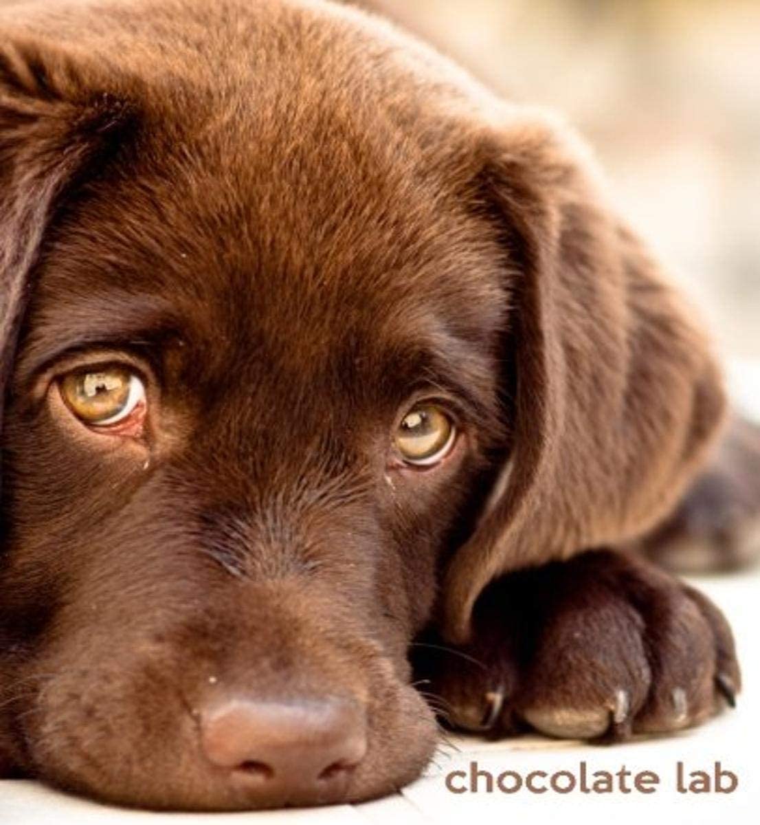 Detail Chocolate Labrador Images Nomer 30