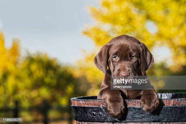 Detail Chocolate Labrador Images Nomer 32