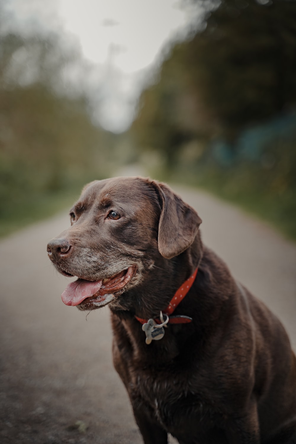 Detail Chocolate Labrador Images Nomer 43