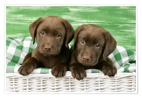 Detail Chocolate Labrador Images Nomer 44