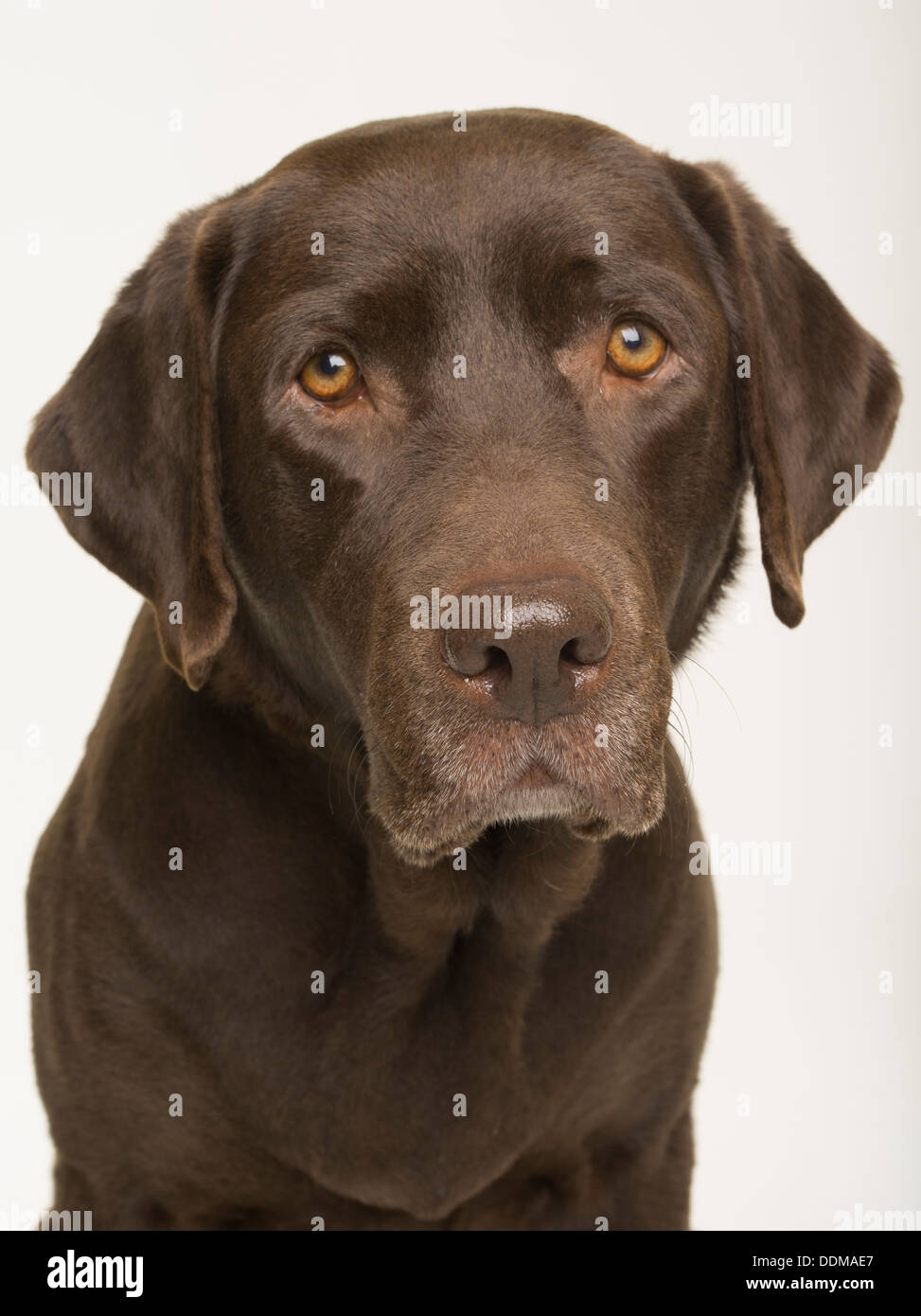 Detail Chocolate Labrador Images Nomer 46