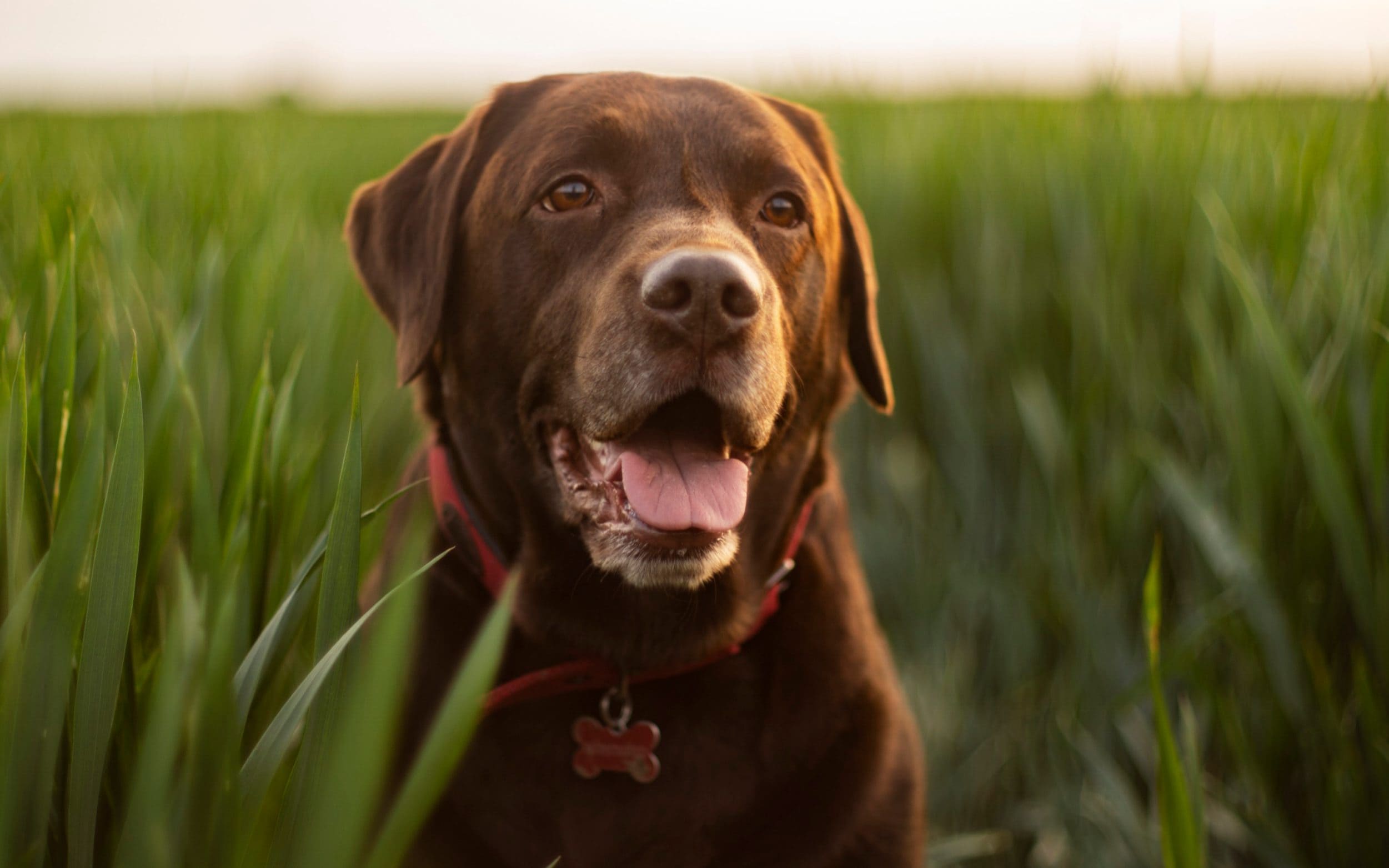 Detail Chocolate Labrador Images Nomer 50