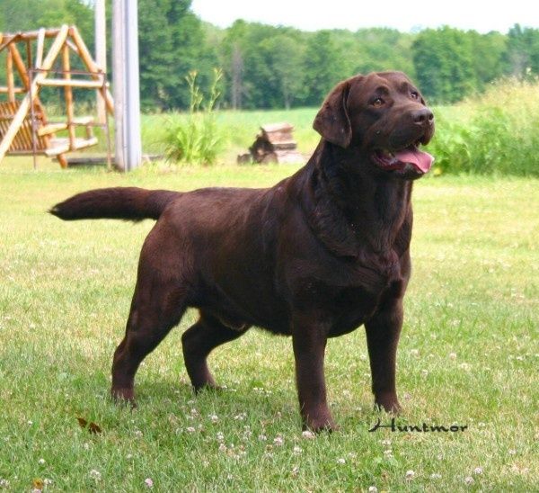 Detail Chocolate Labrador Images Nomer 54