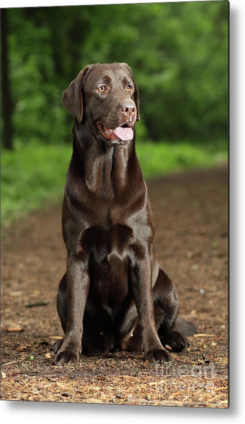 Detail Chocolate Labrador Images Nomer 8