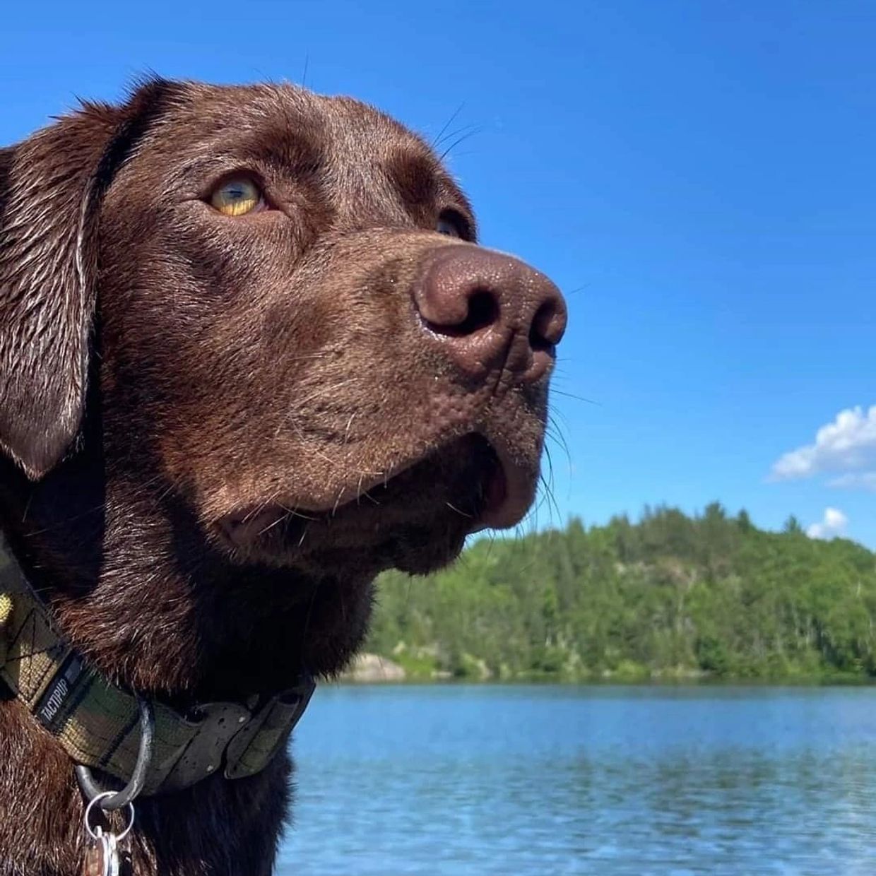 Detail Chocolate Labs Images Nomer 11