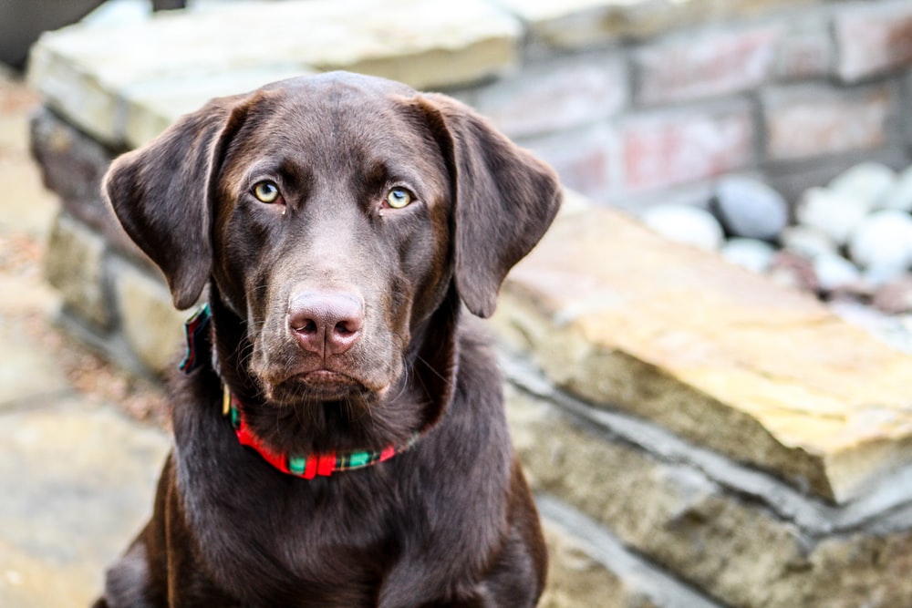 Detail Chocolate Labs Images Nomer 17