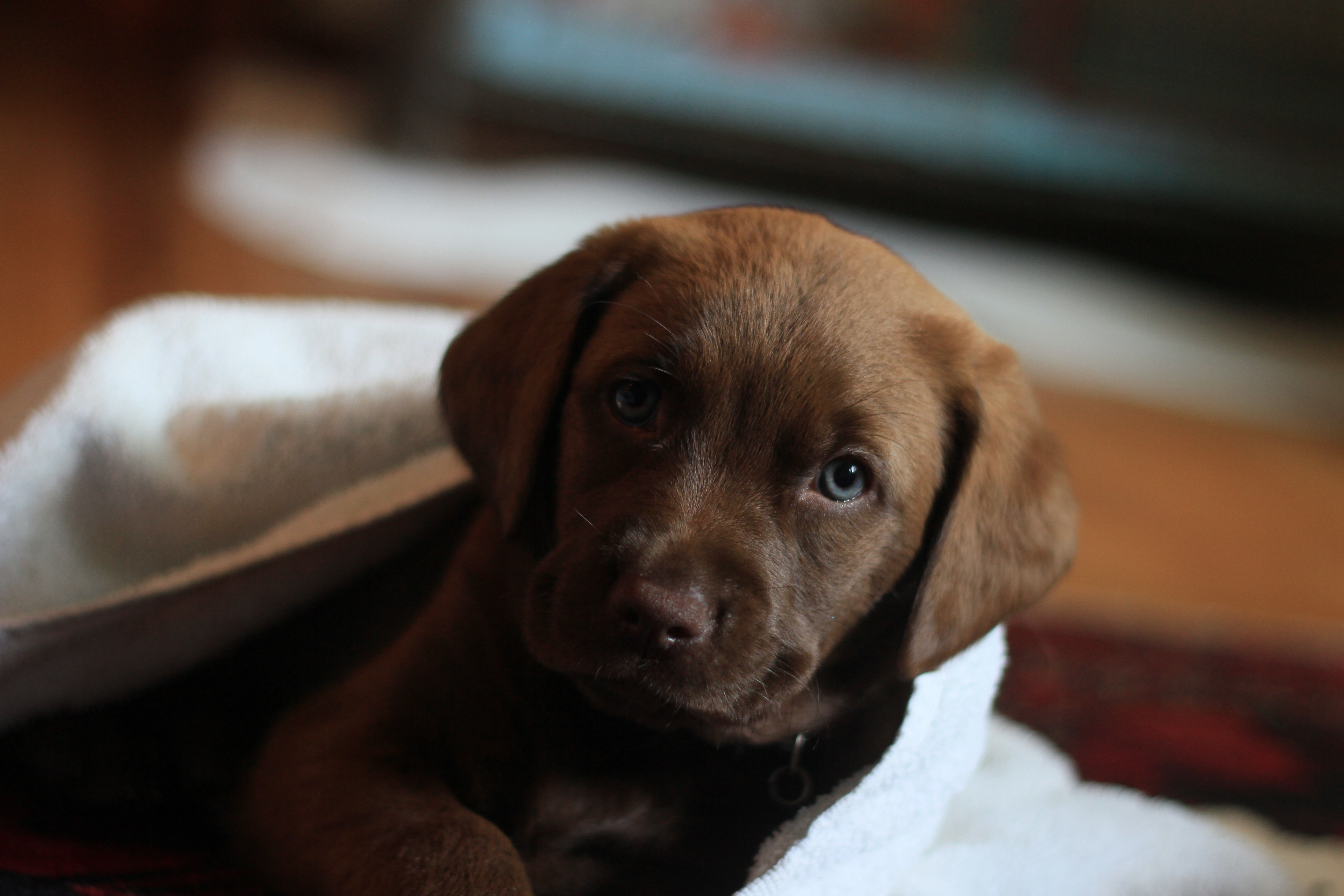 Detail Chocolate Labs Images Nomer 27