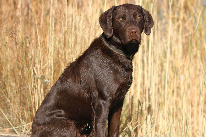 Detail Chocolate Labs Images Nomer 33