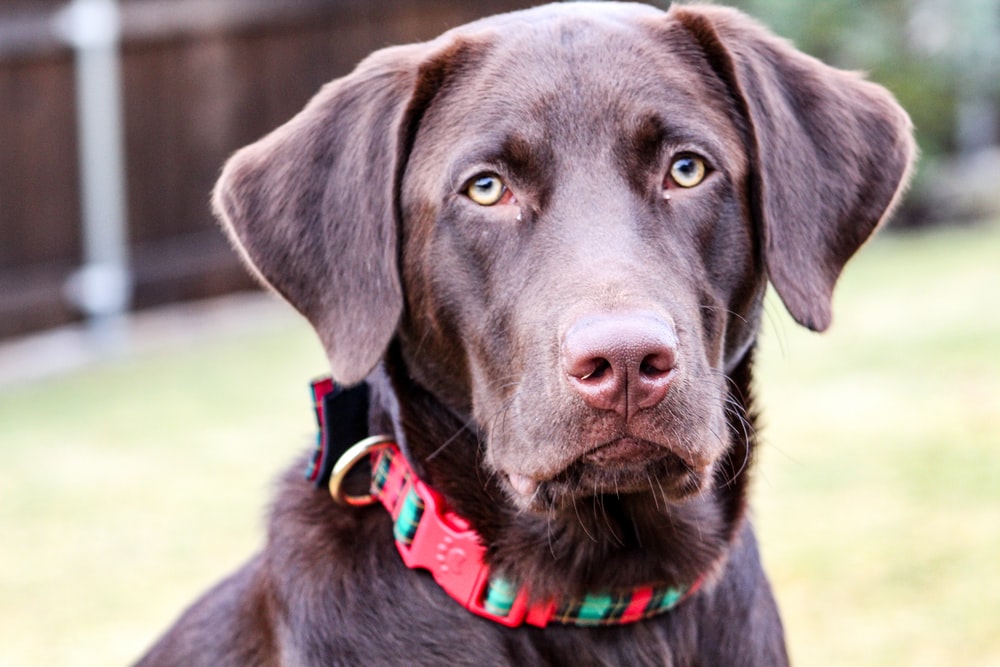 Detail Chocolate Labs Images Nomer 5