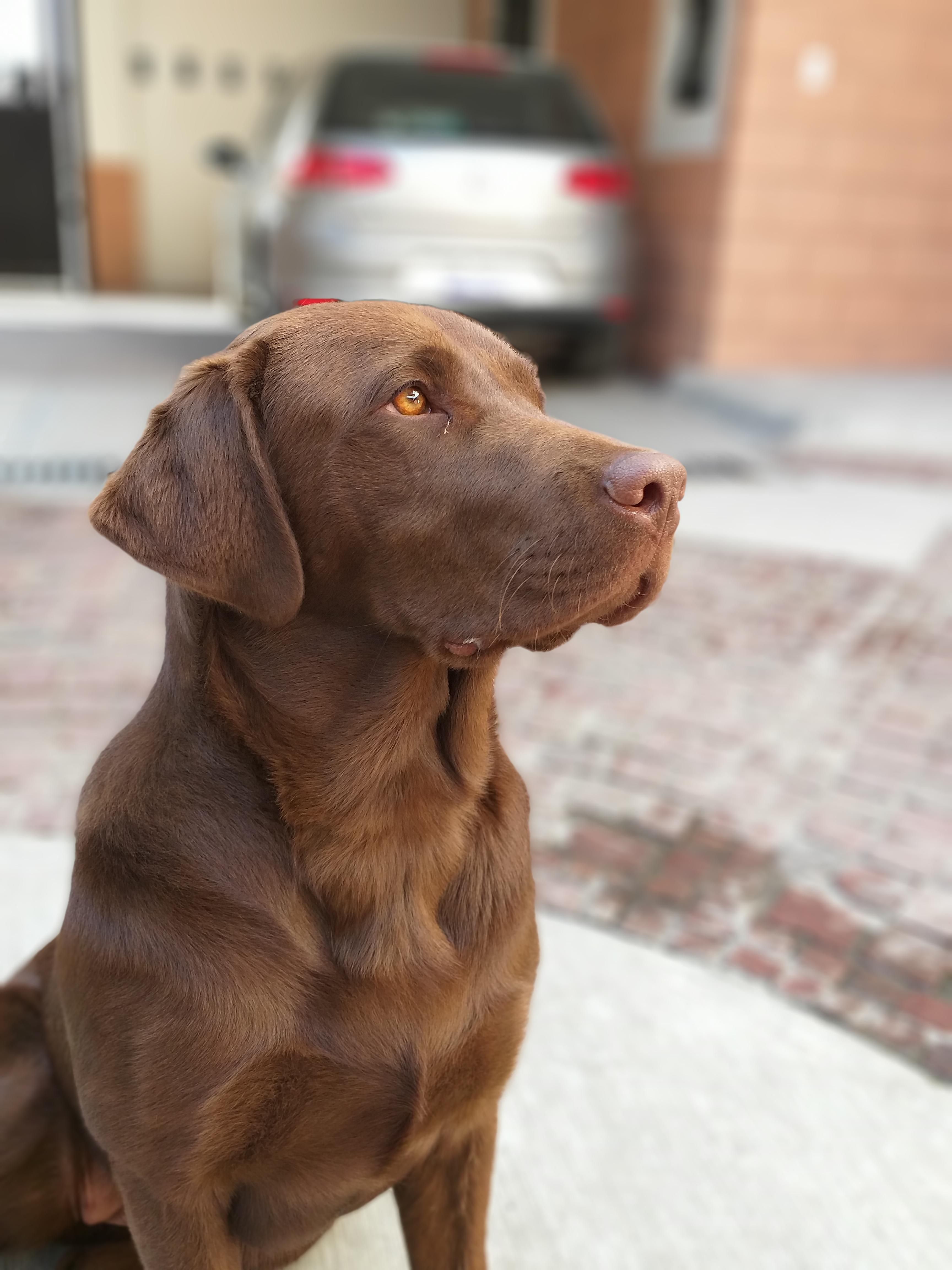 Detail Chocolate Labs Images Nomer 43